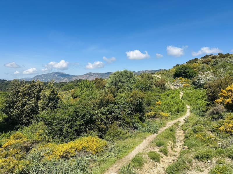 Sentier du GR20 à travers le maquis corse avec les montagnes